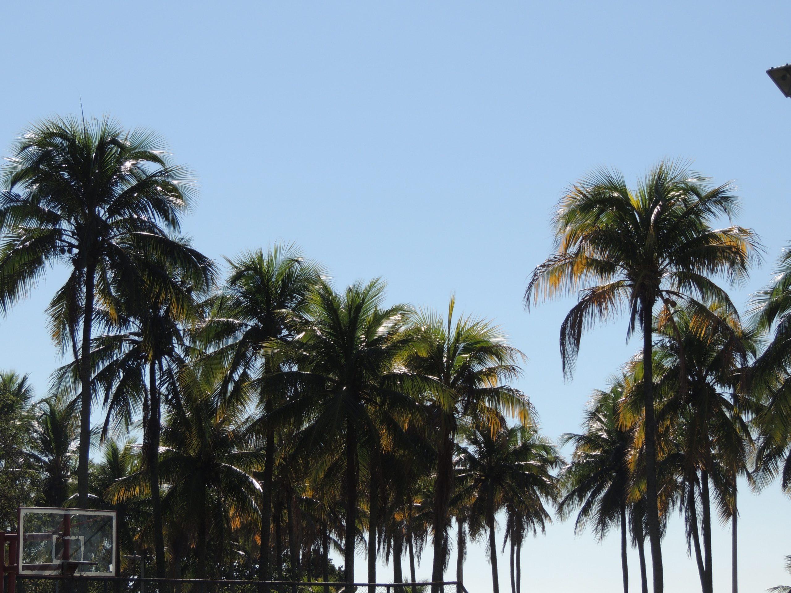 5 dicas incríveis para cuidar de palmeiras